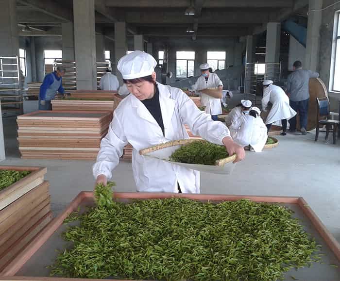 制茶車間現(xiàn)場